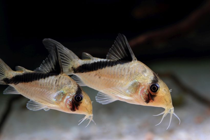 Adult pair, female at top.