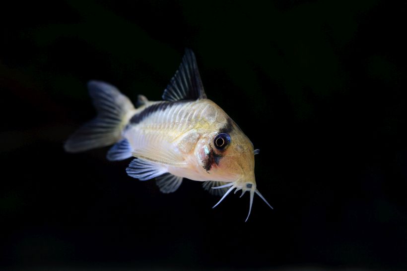 Adult from the U.S. aquarium trade.