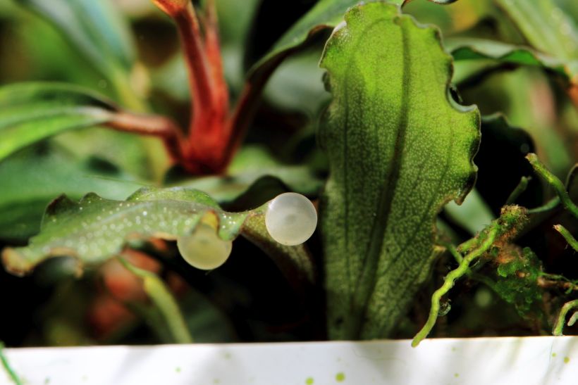 ...or aquatic plants.