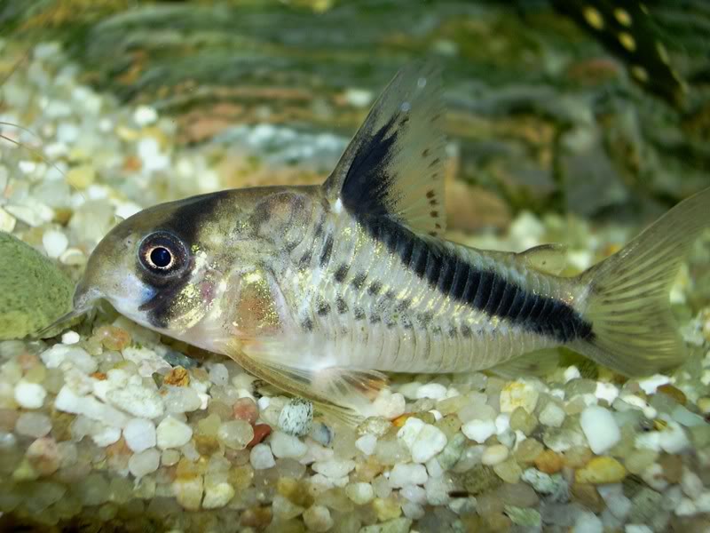 Specimen from the Dutch aquarium trade.