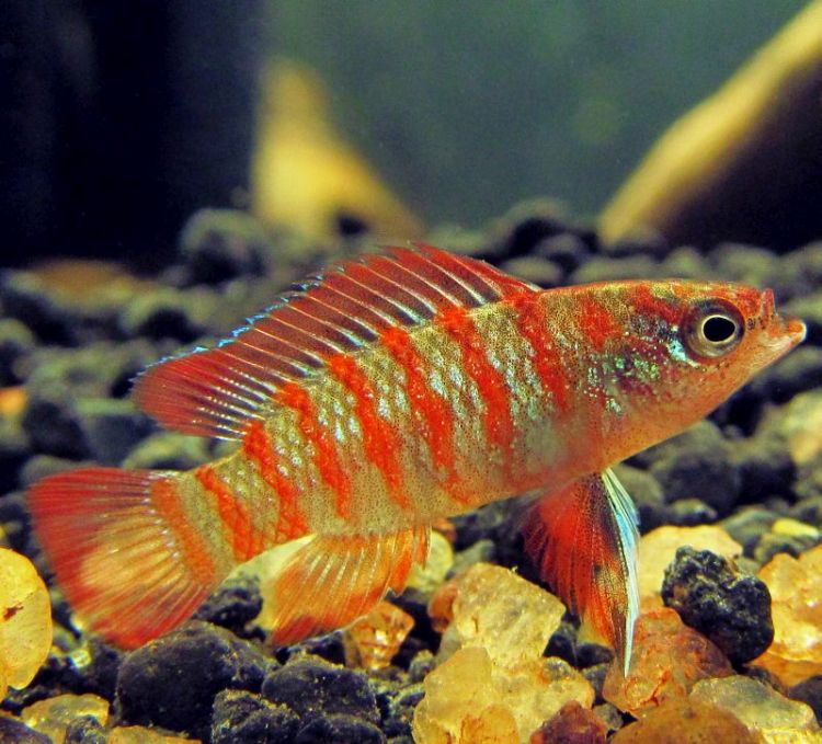 Adult male.