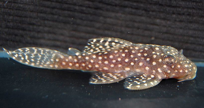 Specimen from the U.K. aquarium trade.