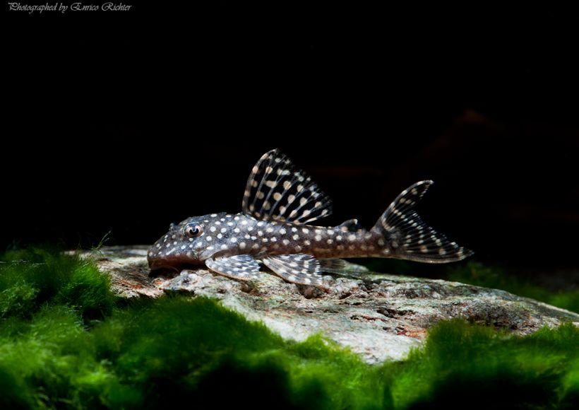 Specimen from the German aquarium trade.