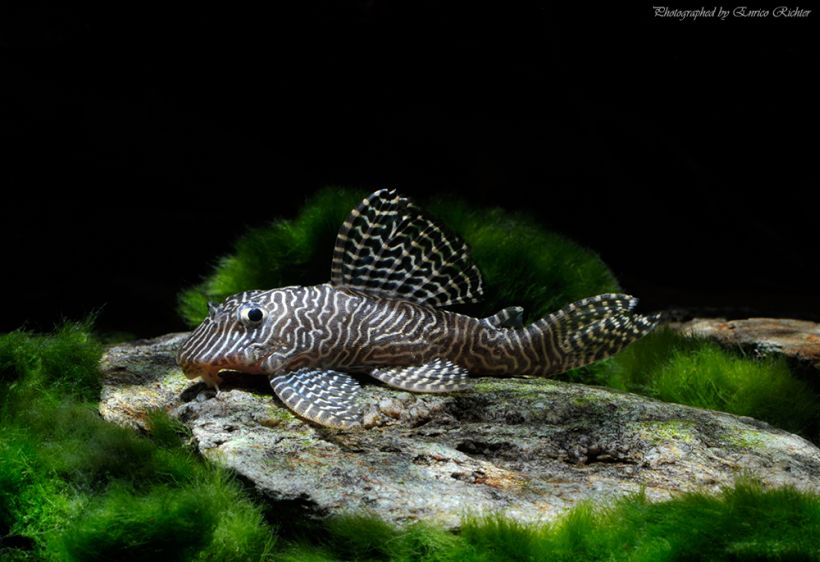 Specimen from the German aquarium trade.