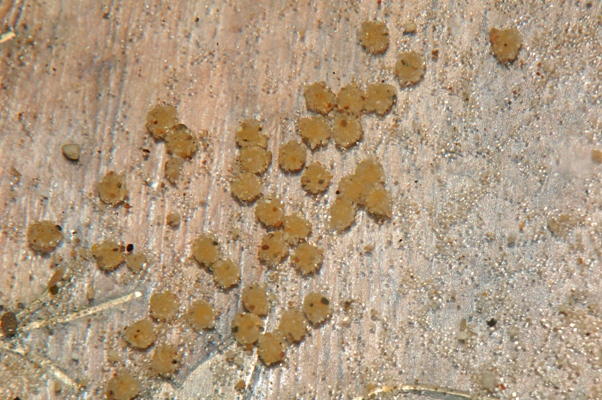 Eggs of R. lapidifer.