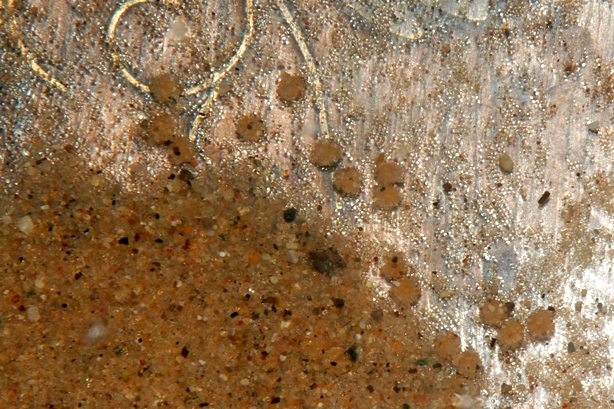 Eggs of Retroculus spp. are adhesive and quickly become covered in sand grains.