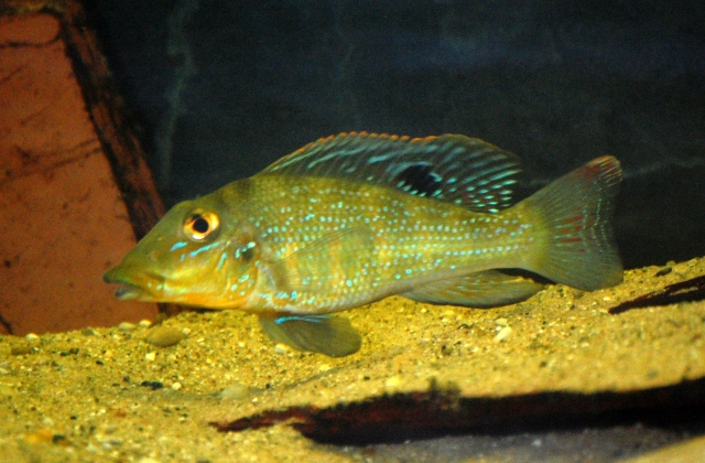 Young adult female from the U.S. aquarium trade.