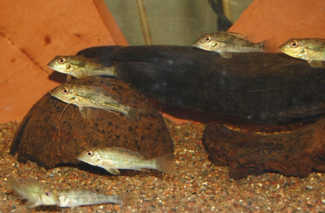 Juveniles from the U.S. aquarium trade.