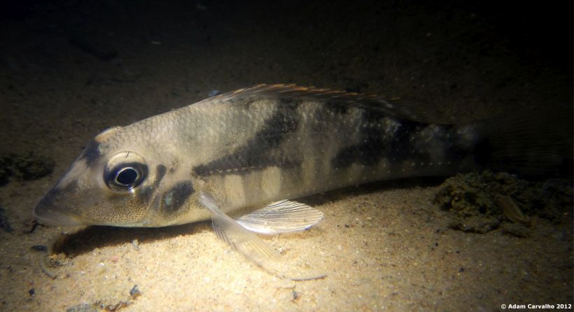 Specimen photographed in the rio Tocantins at night.