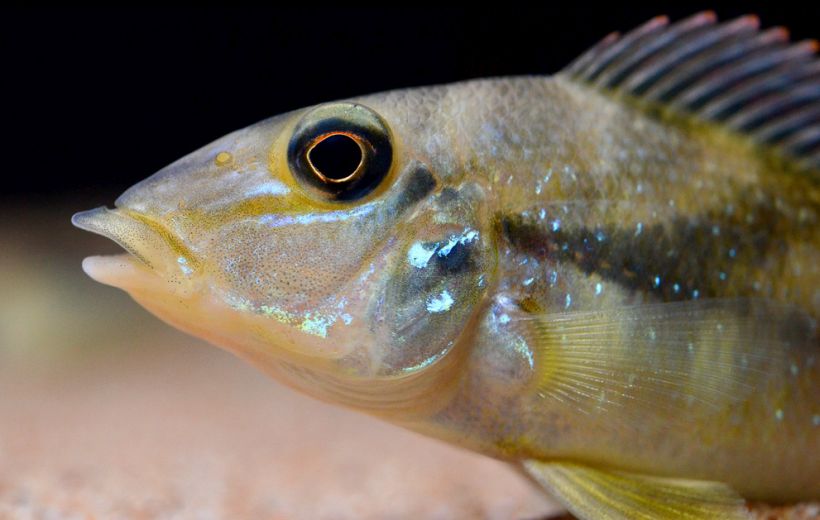 Detail of head and anterior portion of body; subadult individual.