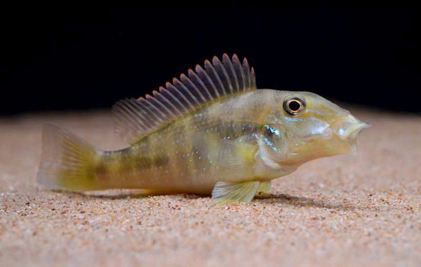 Subadult specimen from the Singapore aquarium trade.