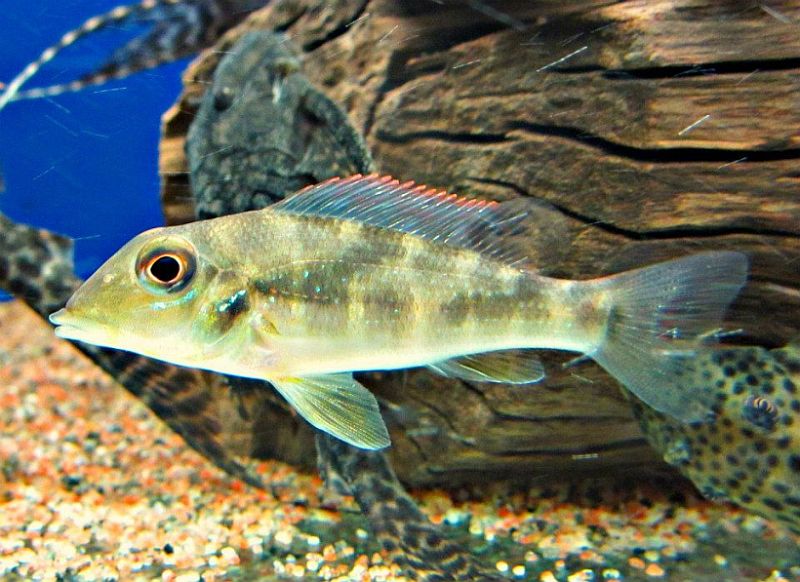 Juvenile from the Norwegian aquarium trade.