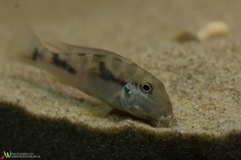 Although Retroculus spp. do feed from the substrate they are not strictly benthivorous.