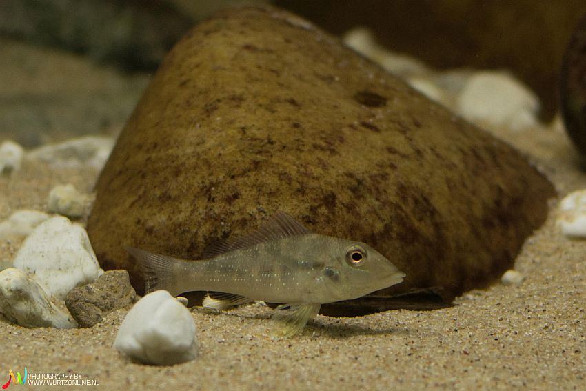Juvenile displaying neutral colour pattern.