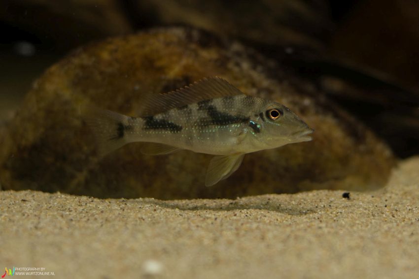 Juvenile displaying stress colour pattern.