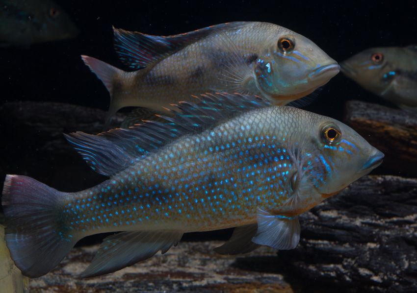 Adult pair; male at front.