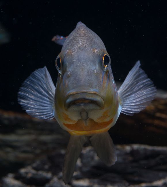 Frontal view of adult individual.