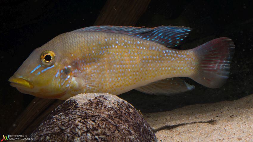 Adult individual from the Dutch aquarium trade.
