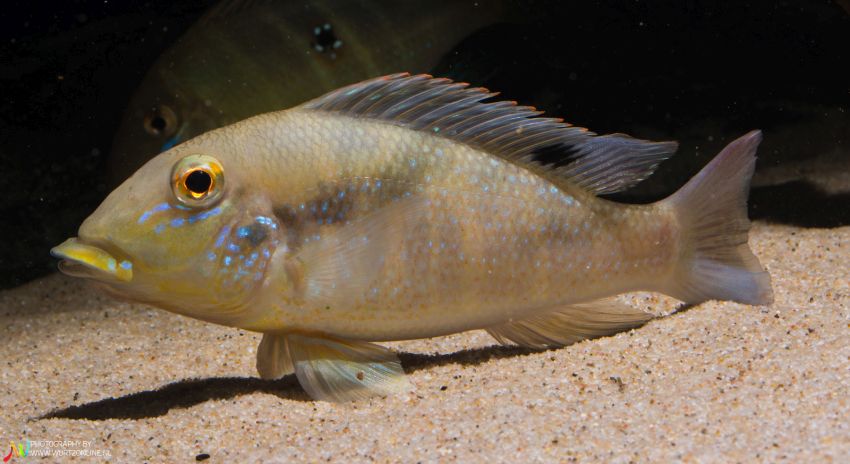 Subadult individual from the Dutch aquarium trade.