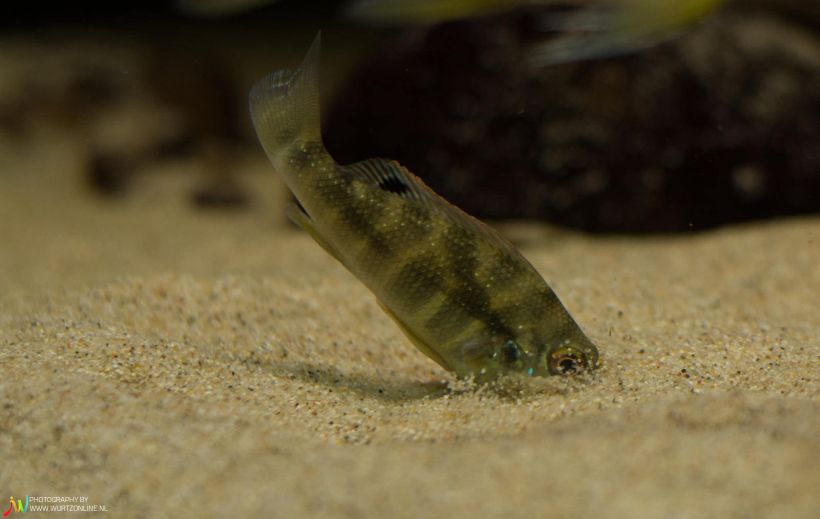 This species may dive into the substrate when stressed.