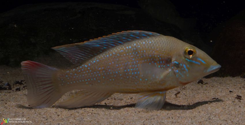 Adult from the Dutch aquarium trade.
