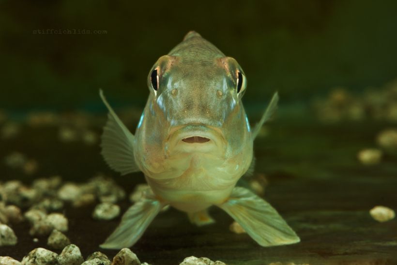 Frontal view of juvenile.