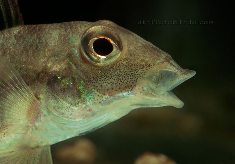 Head detail of juvenile.