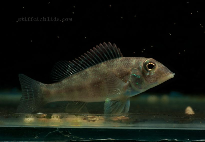 Juvenile from the Slovakian aquarium trade.