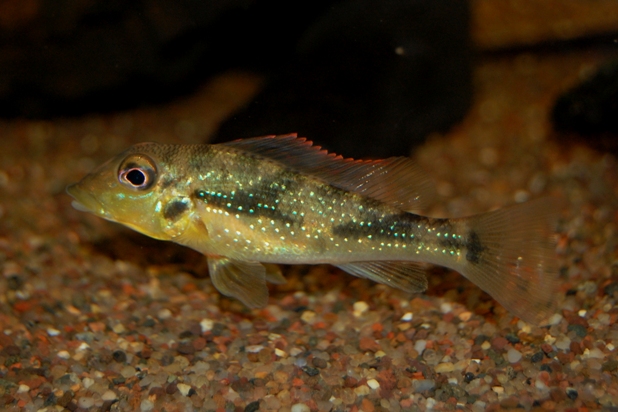 Juvenile from the U.S. aquarium trade.