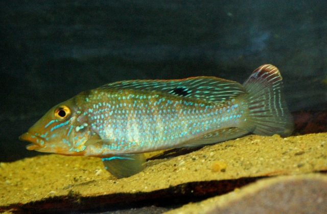 Young adult male from the U.S. aquarium trade.
