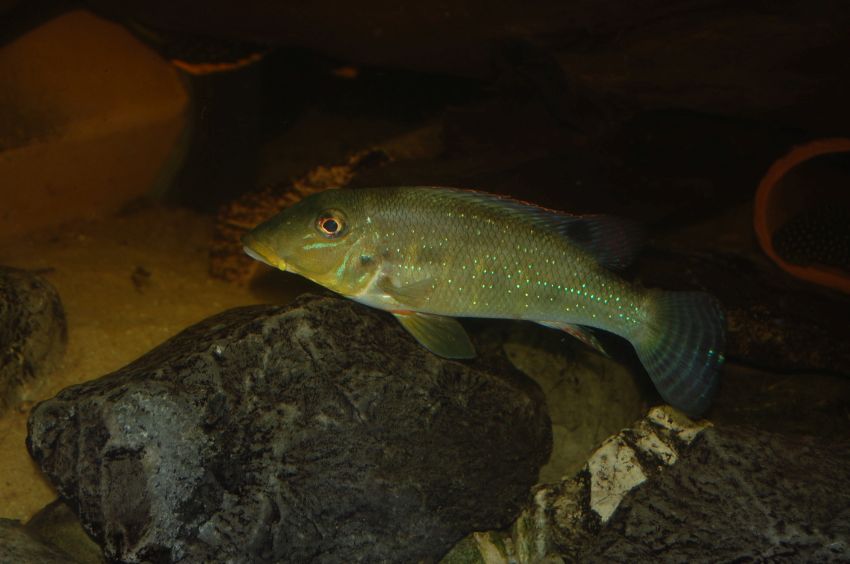 Subadult.