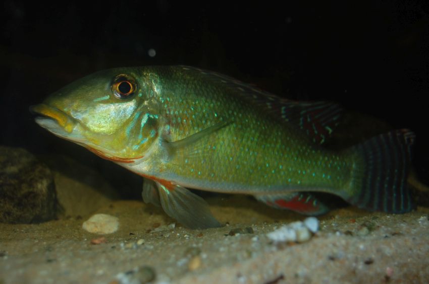 Young adult male in territorial display.