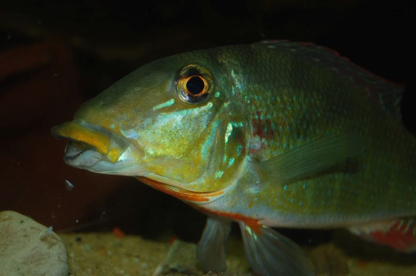 Adult males often raise themselves onto their ventral fins; apparently a territorial posture.