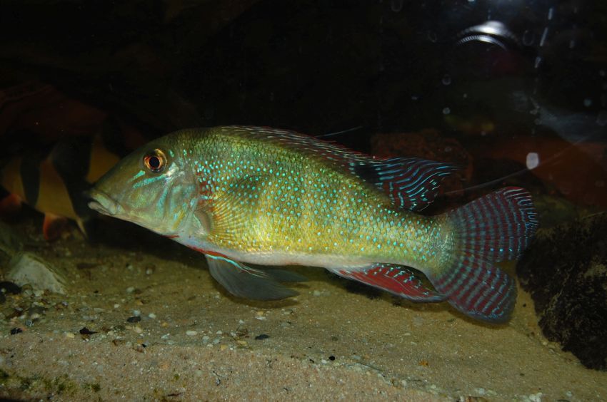 Adult male.