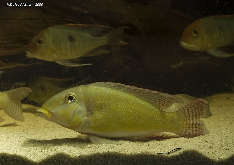 Adult male individual.