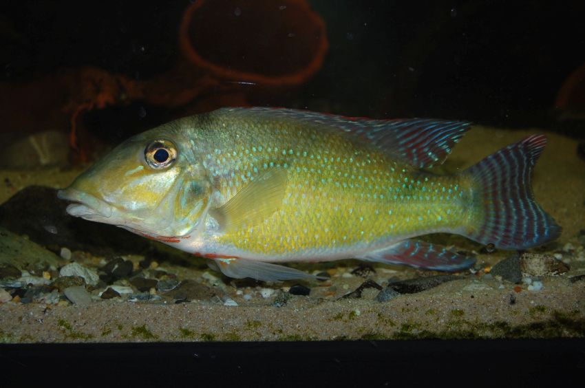 Adult female.