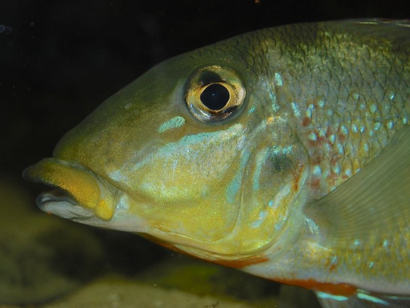 Detail of head.
