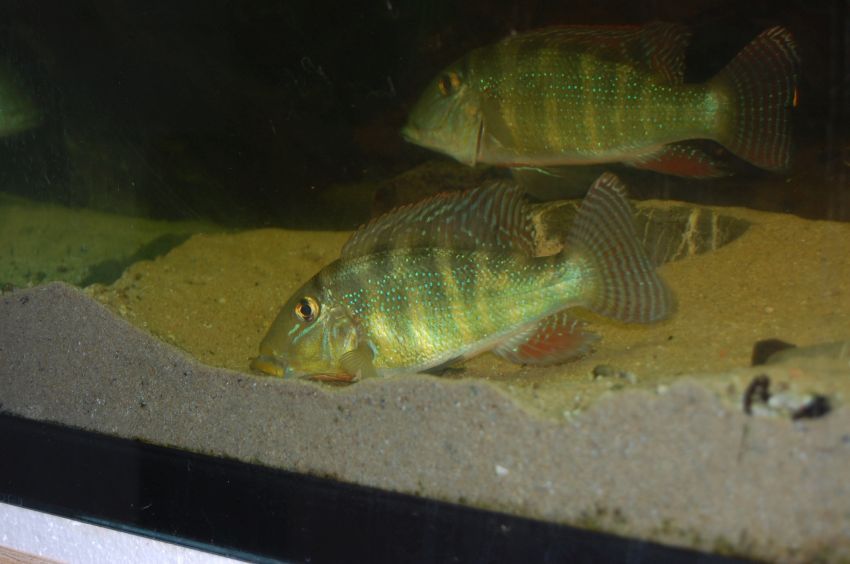 Nuptial pair excavating a pit prior to spawning.