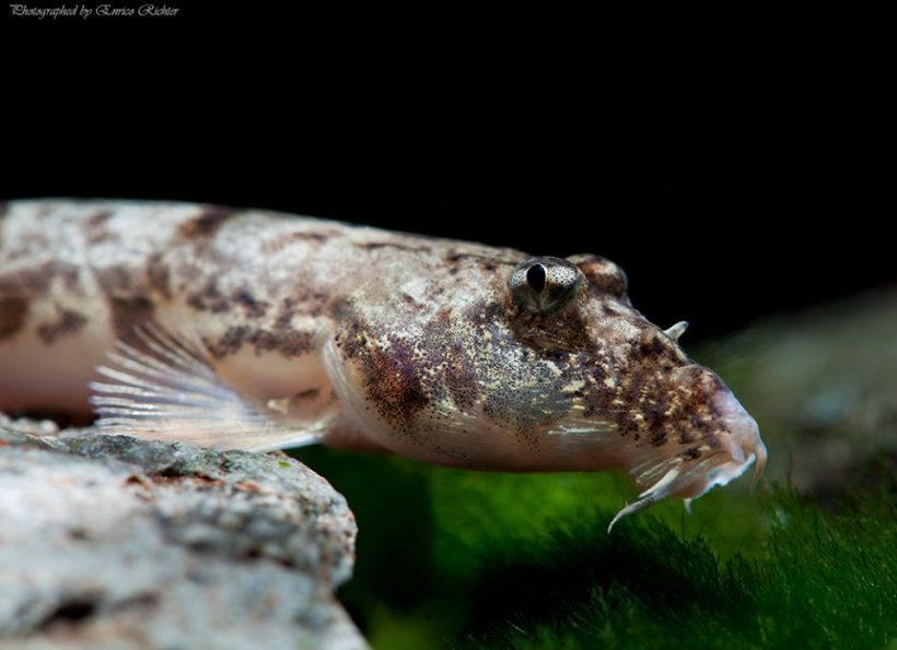 Specimen from the German aquarium trade.