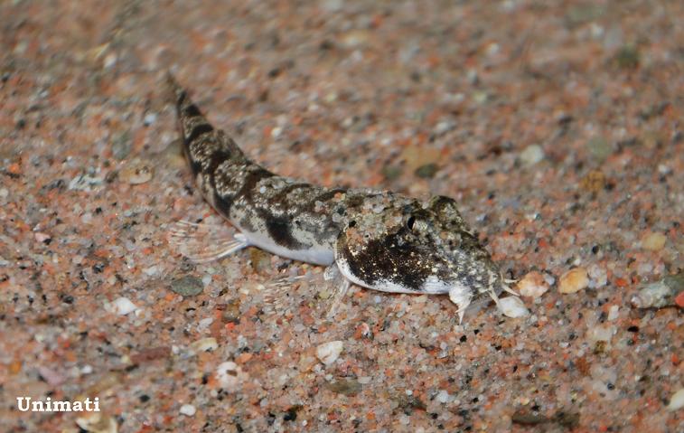 Specimen from the Danish aquarium trade.