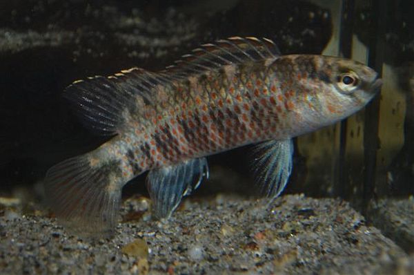 Badis andrewraoi