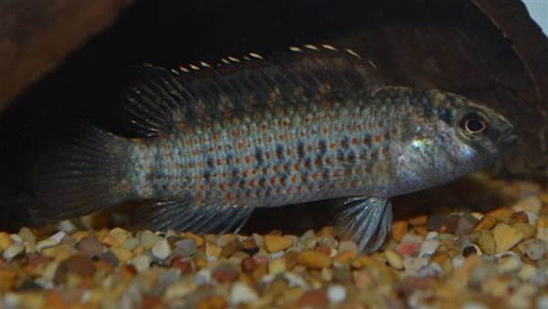 B. kyanos