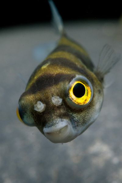 Head detail.