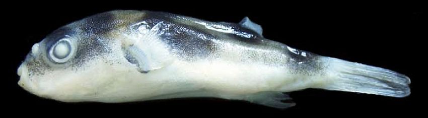 Paratype specimen.