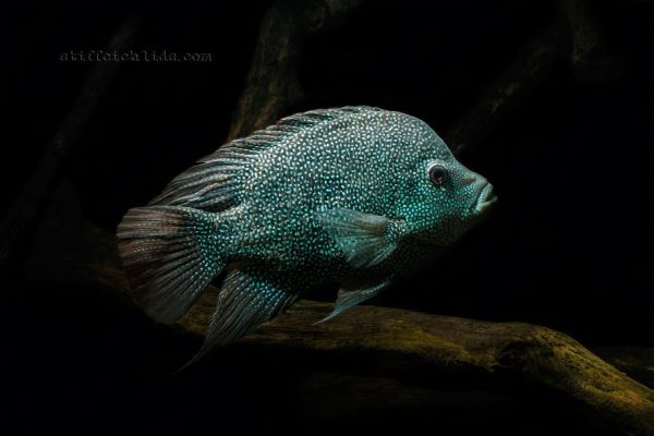 Herichthys cyanoguttatus