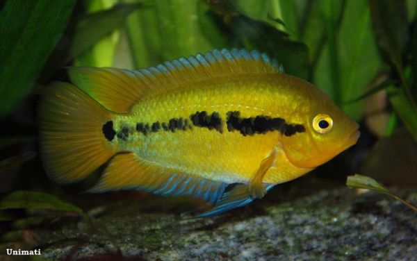 Herotilapia multispinosa