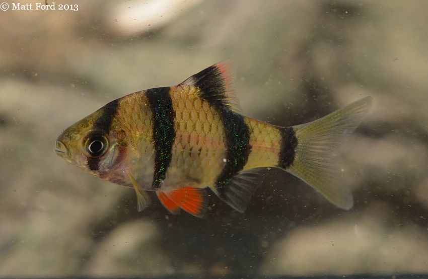 Specimen from the Sungai Sarawak.
