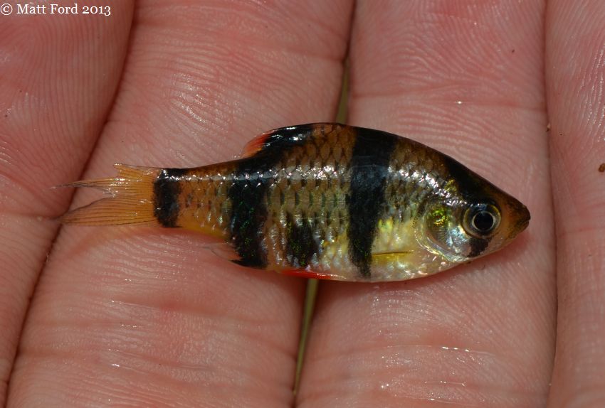 Individual with aberrant markings from the upper Sungai Sarawak.