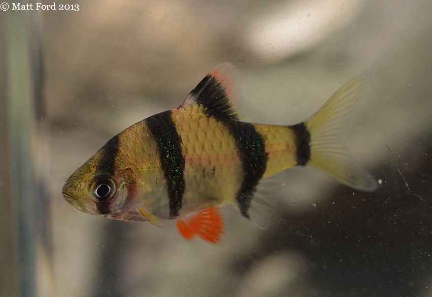 Specimen from the upper Sungai (river) Sarawak, Malaysian Borneo.