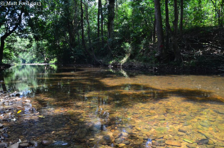 Habitat in the upper Sungai Sarawak basin.